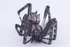 Cyrtophora cicatrosa