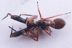 Myrmarachne jacksoni