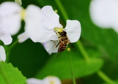 Eristalis cerealis