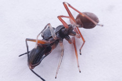 Myrmarachne jacksoni