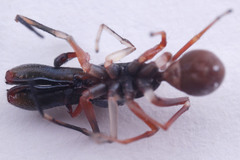 Myrmarachne jacksoni