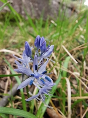 Hyacinthoides italica