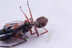 Myrmarachne jacksoni