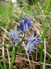 Hyacinthoides italica