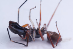 Myrmarachne jacksoni