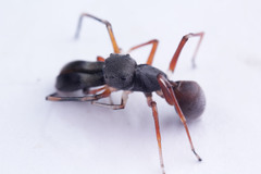 Myrmarachne jacksoni