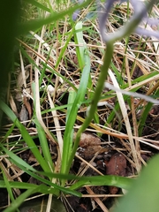 Hyacinthoides italica