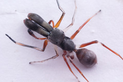 Myrmarachne jacksoni