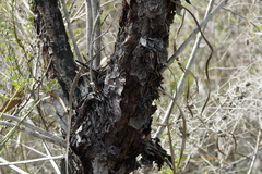 Persoonia longifolia