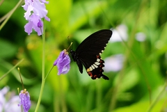 Papilio polytes