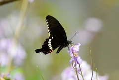 Papilio polytes