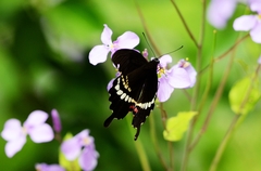 Papilio polytes