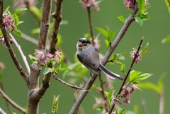 Aegithalos glaucogularis