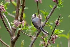 Aegithalos glaucogularis