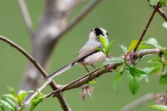 Aegithalos glaucogularis