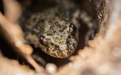 Pelodytes atlanticus