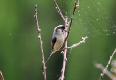 Aegithalos glaucogularis