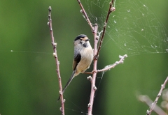 Aegithalos glaucogularis