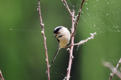 Aegithalos glaucogularis