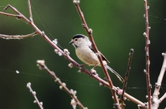 Aegithalos glaucogularis