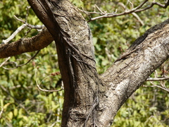Hymenodictyon obovatum