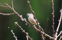 Aegithalos glaucogularis