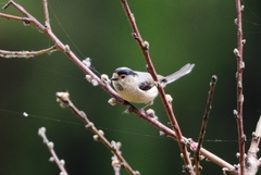 Aegithalos glaucogularis