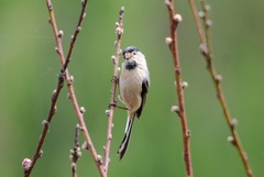 Aegithalos glaucogularis