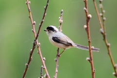 Aegithalos glaucogularis