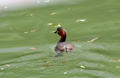 Tachybaptus ruficollis