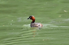 Tachybaptus ruficollis