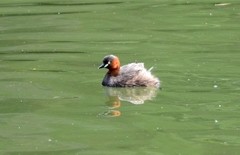 Tachybaptus ruficollis