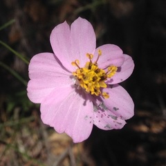 Cosmos crithmifolius