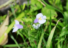 Mazus pumilus