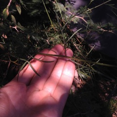 Cosmos crithmifolius