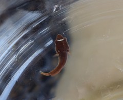 Lepadogaster candolii