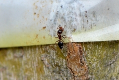 Crematogaster rogenhoferi