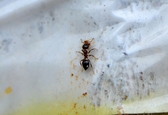 Crematogaster rogenhoferi