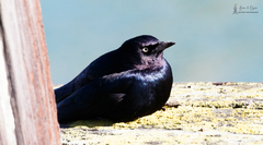 Euphagus cyanocephalus