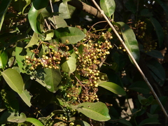 Ixora brachiata