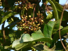 Ixora brachiata