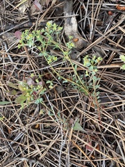 Euphorbia transtagana