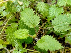 Urtica aspera