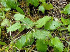 Urtica aspera