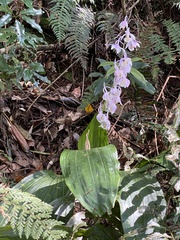 Calanthe aristulifera