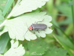 Cantharis reichei