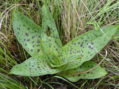Ledebouria floribunda