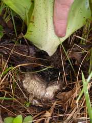 Ledebouria floribunda