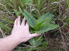 Ledebouria floribunda