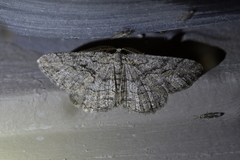 Zermizinga indocilisaria